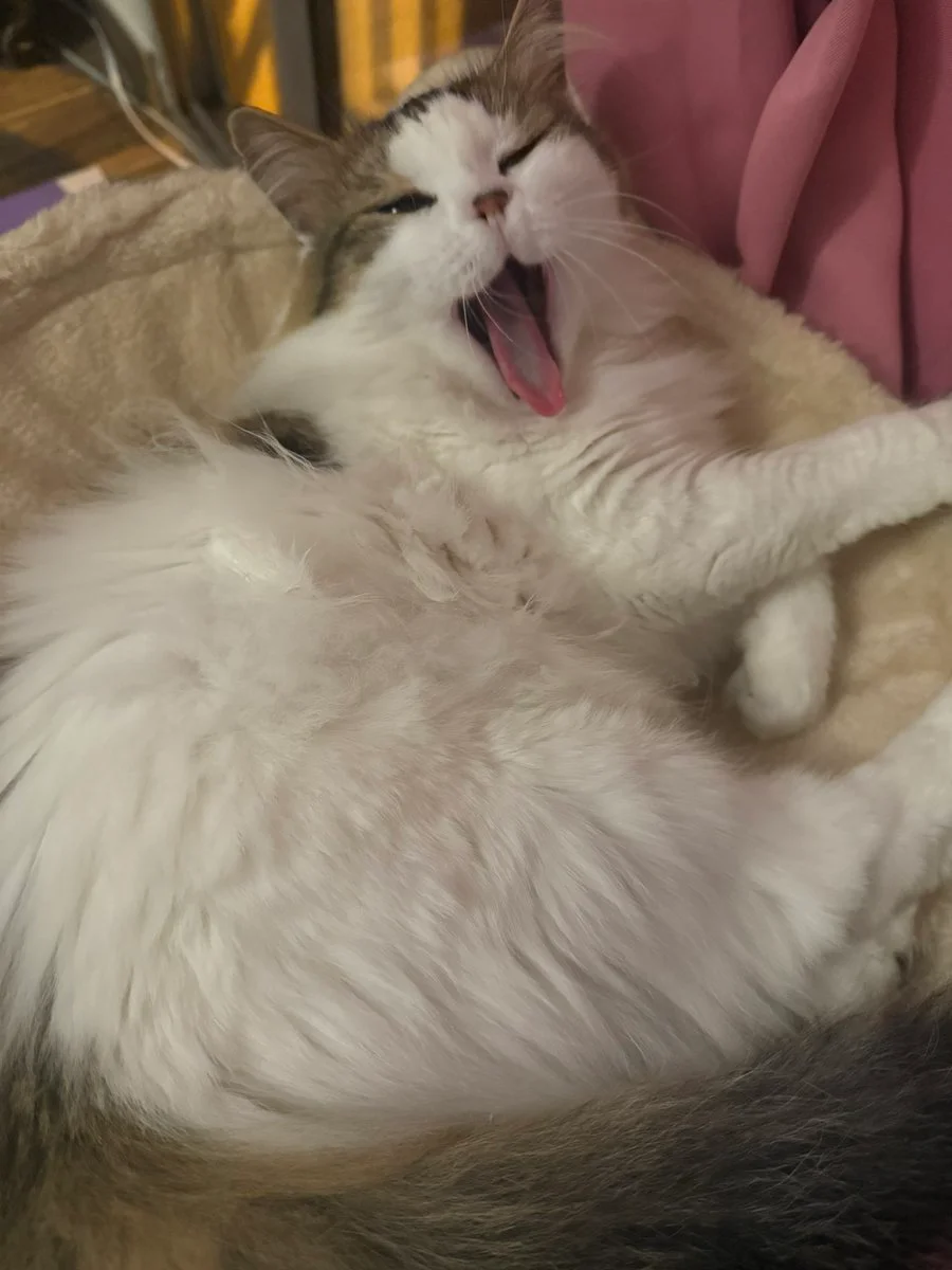 OIRAN OnlyFans leaked nude photo 2 - oiran_xs naked pics free download