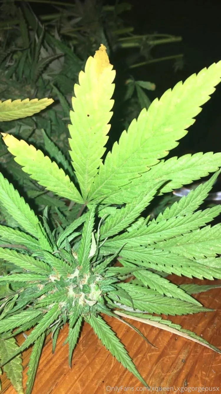 Native_QUEEN (FREE) OnlyFans leaked nude photo 5 - native_queen420 naked pics free download