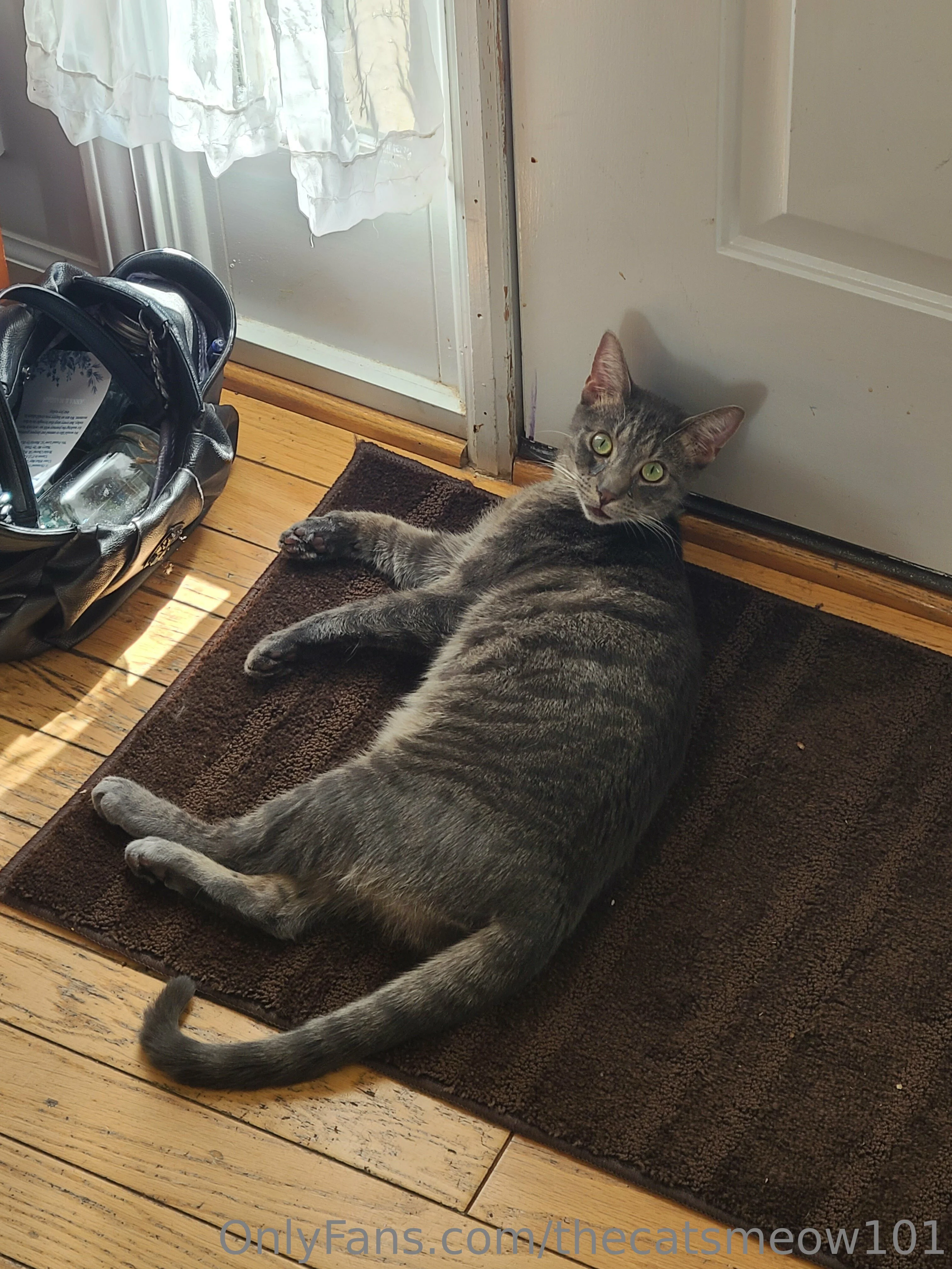 thecatsmeow101 OnlyFans leaked nude photo 37 - thecatsmeow101 naked pics free download