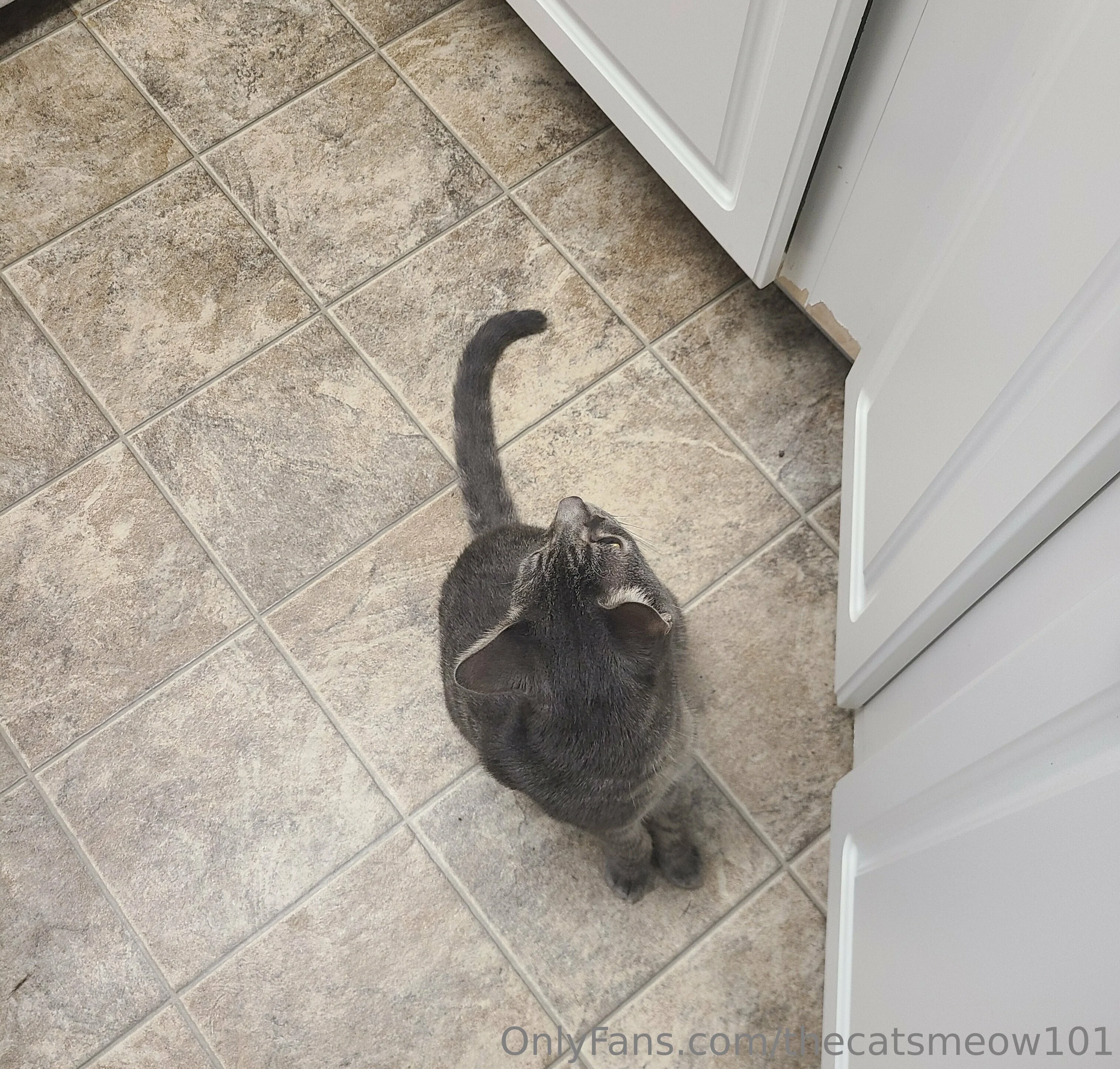 thecatsmeow101 OnlyFans leaked nude photo 29 - thecatsmeow101 naked pics free download