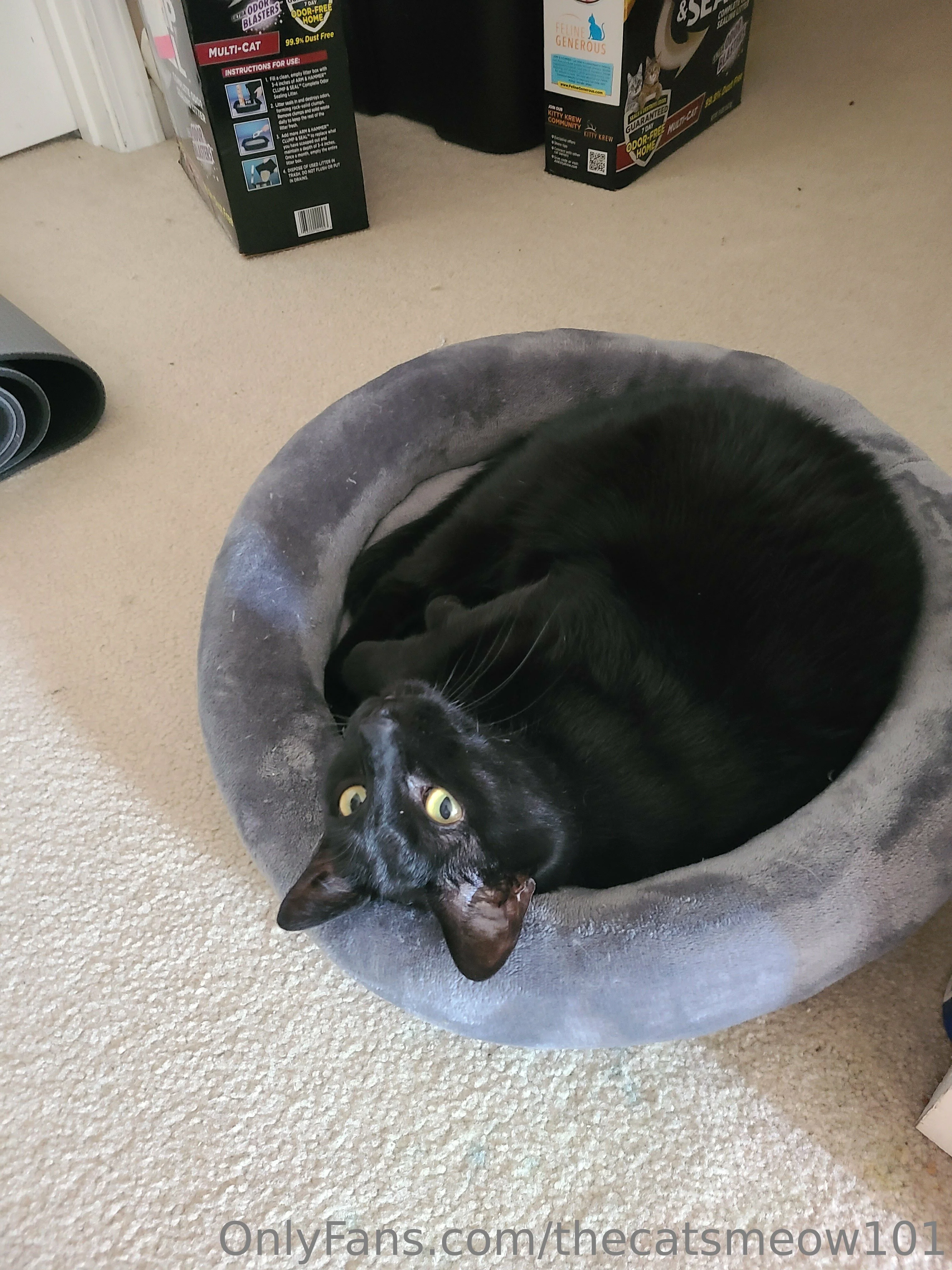 thecatsmeow101 OnlyFans leaked nude photo 23 - thecatsmeow101 naked pics free download