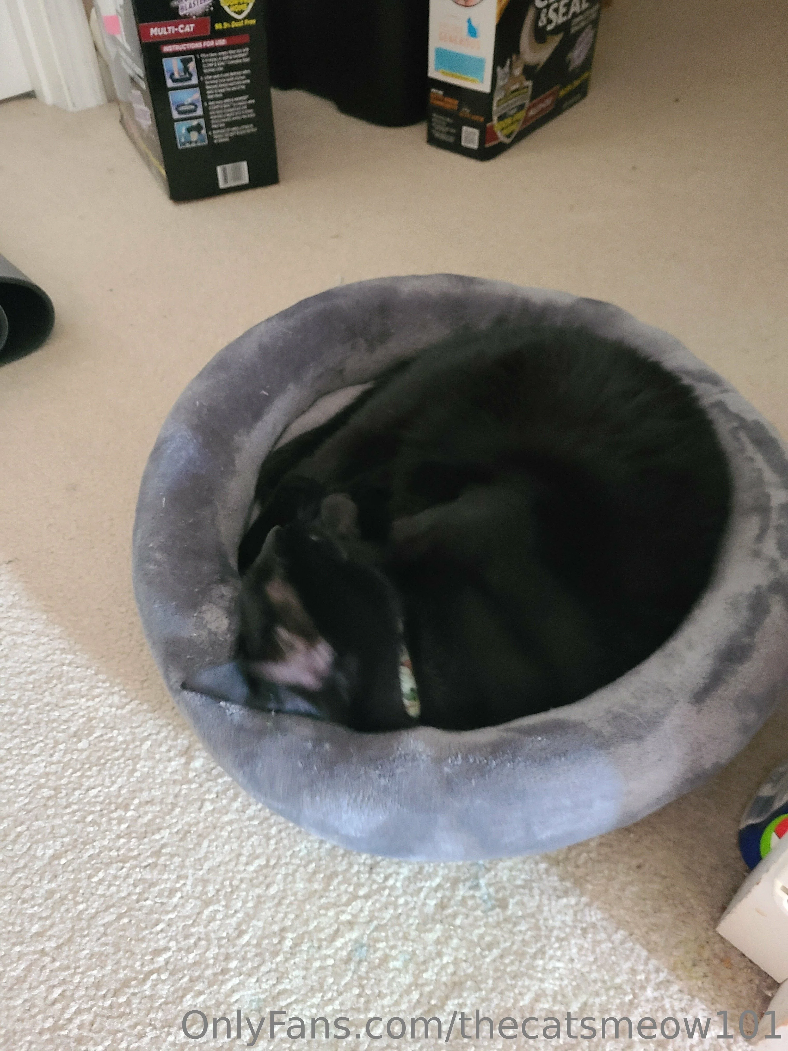 thecatsmeow101 OnlyFans leaked nude photo 22 - thecatsmeow101 naked pics free download