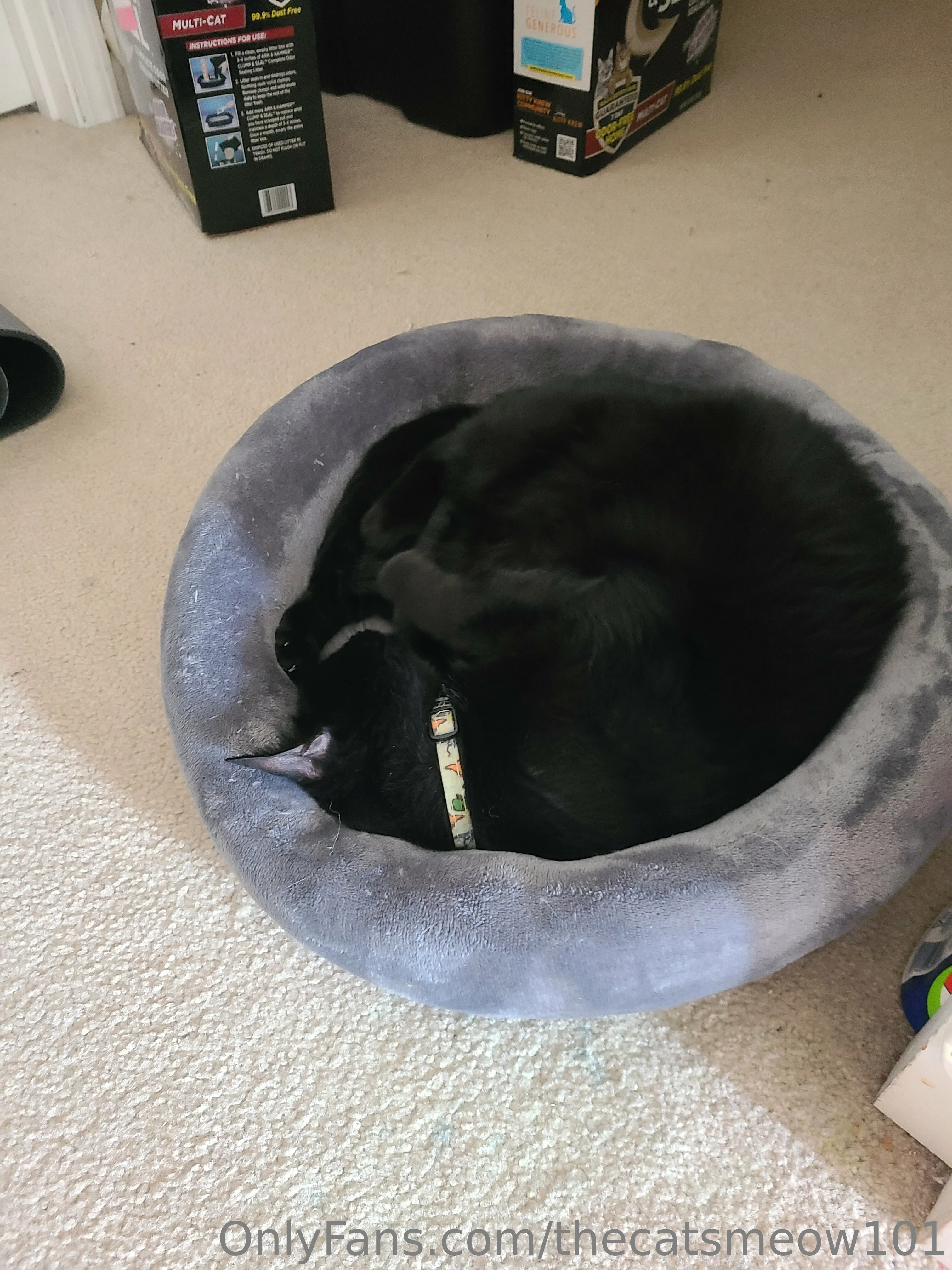 thecatsmeow101 OnlyFans leaked nude photo 21 - thecatsmeow101 naked pics free download