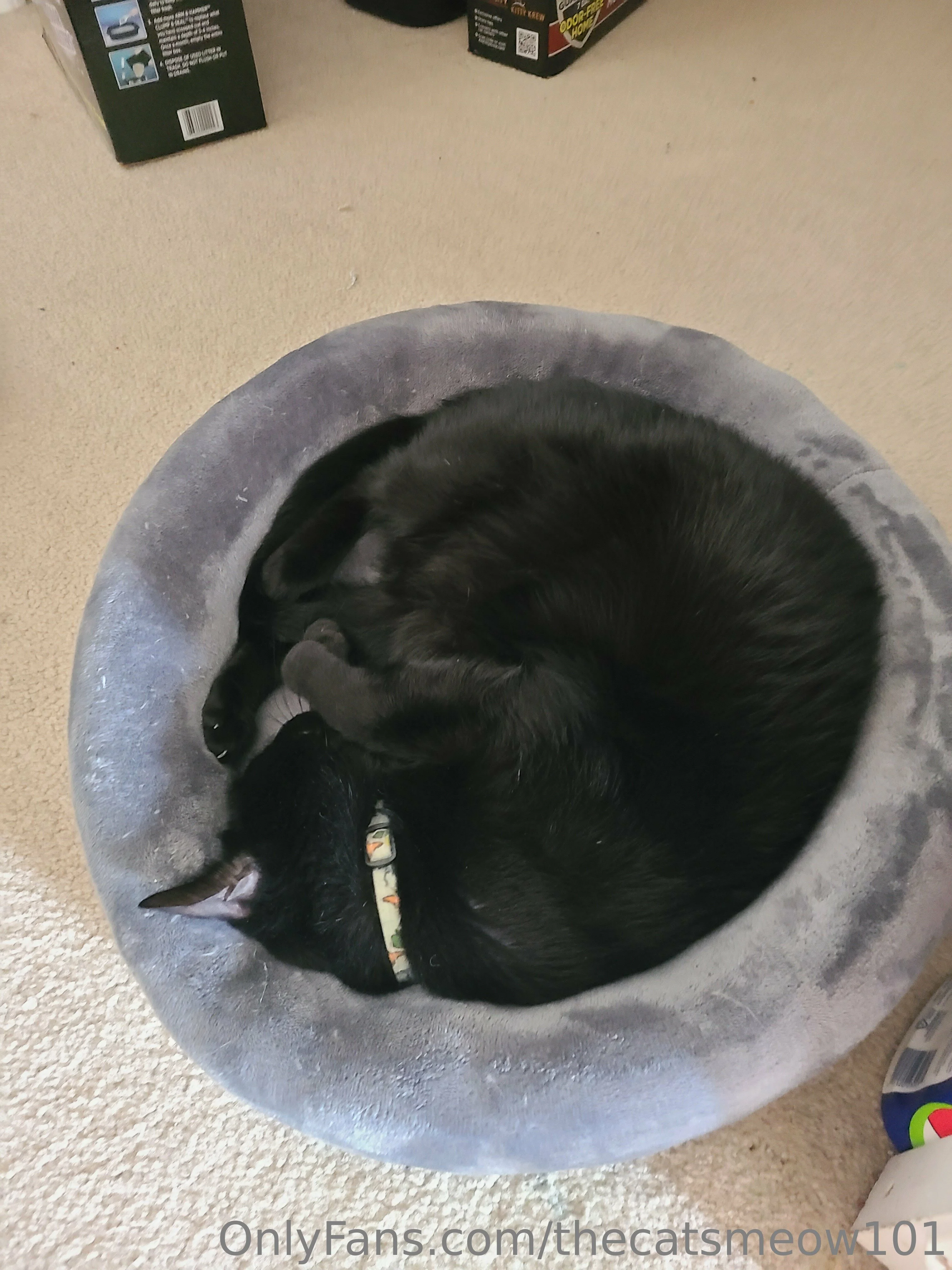 thecatsmeow101 OnlyFans leaked nude photo 20 - thecatsmeow101 naked pics free download