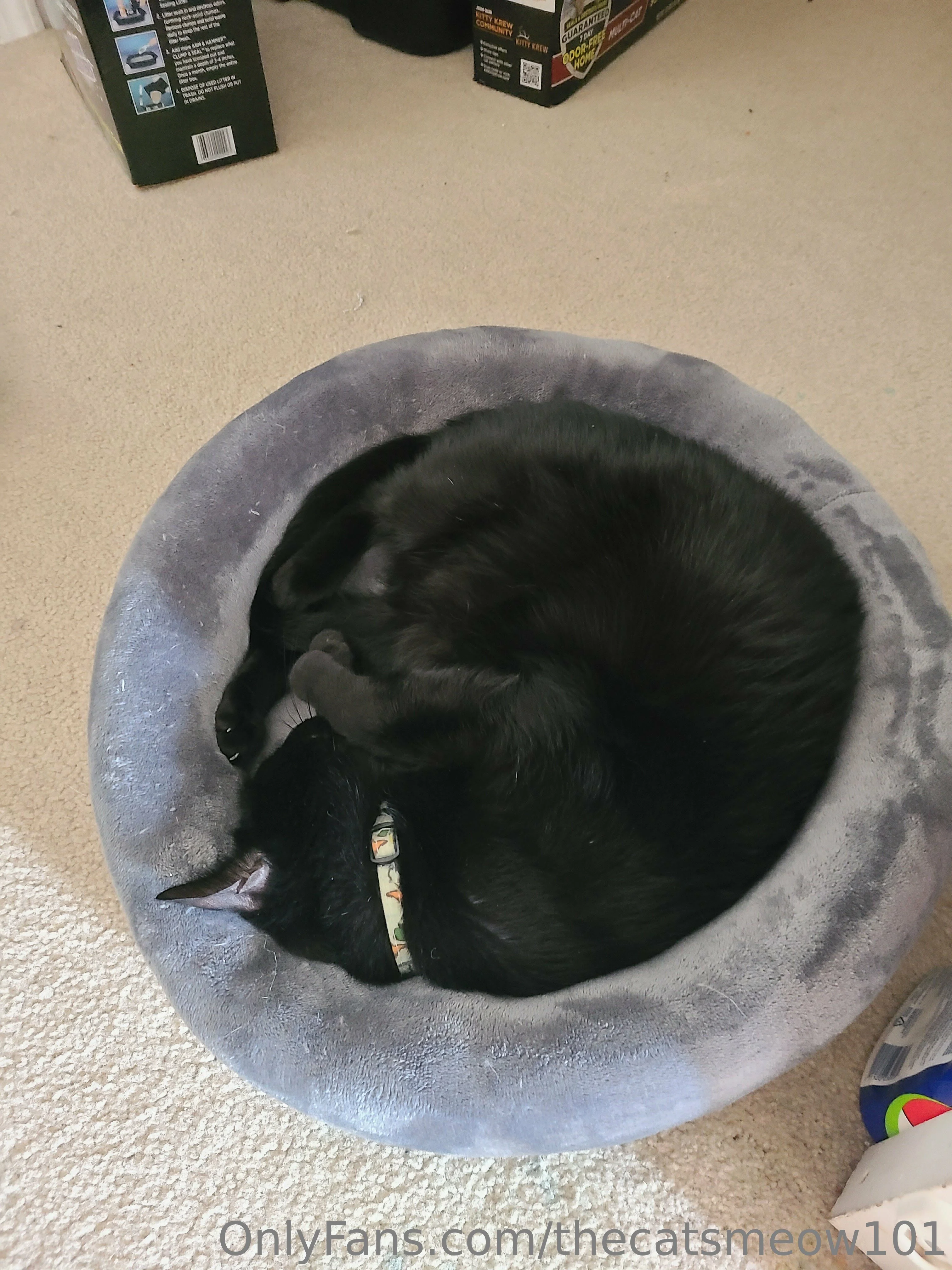 thecatsmeow101 OnlyFans leaked nude photo 19 - thecatsmeow101 naked pics free download