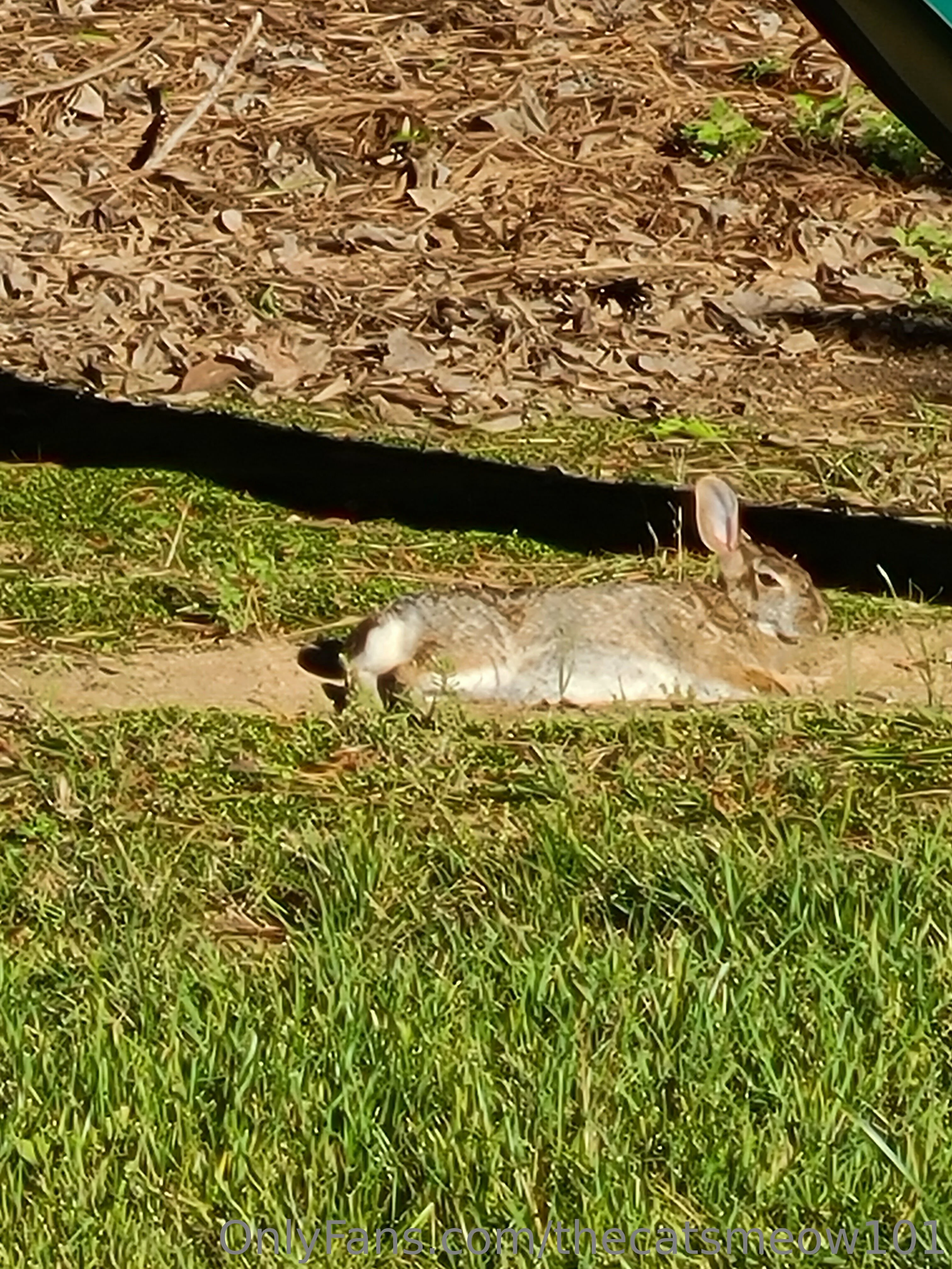 thecatsmeow101 OnlyFans leaked nude photo 18 - thecatsmeow101 naked pics free download