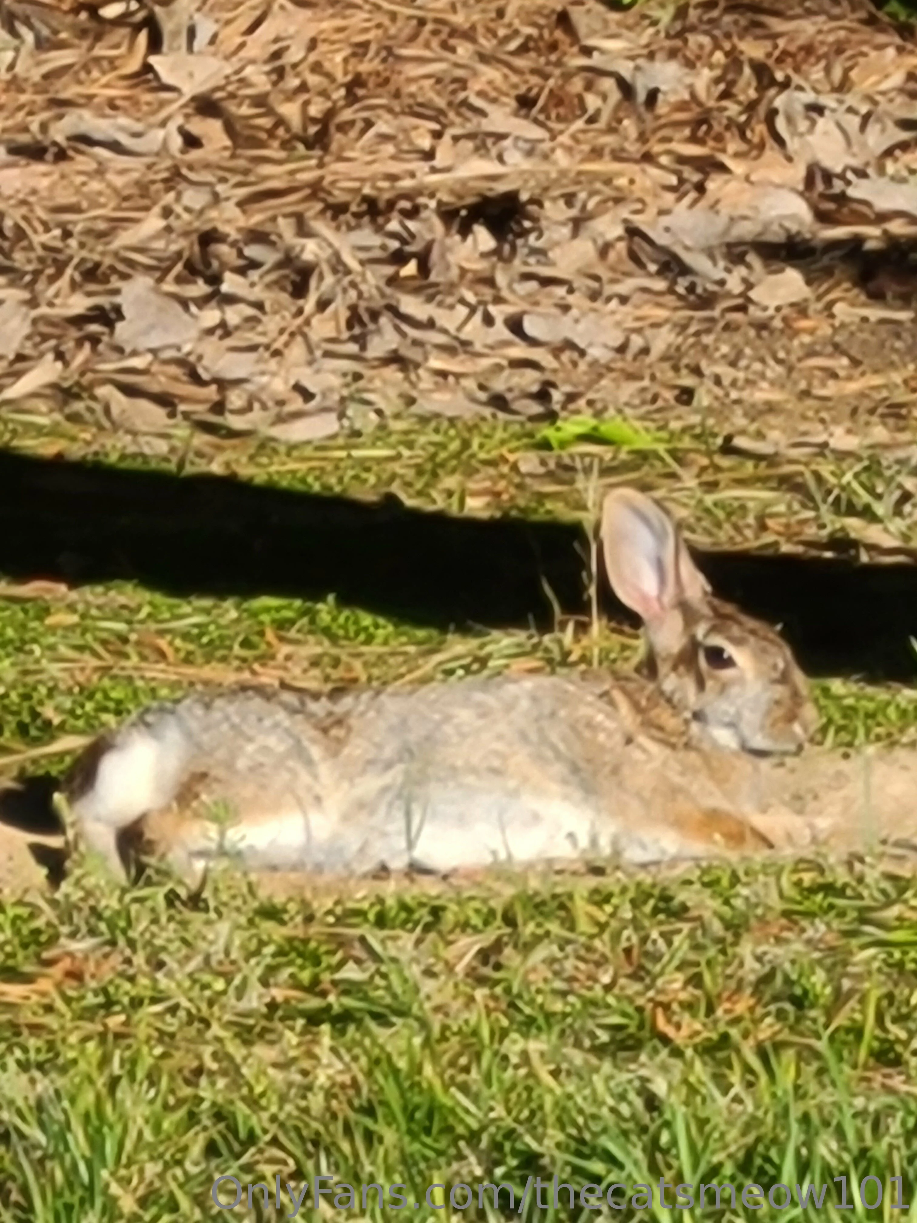 thecatsmeow101 OnlyFans leaked nude photo 17 - thecatsmeow101 naked pics free download