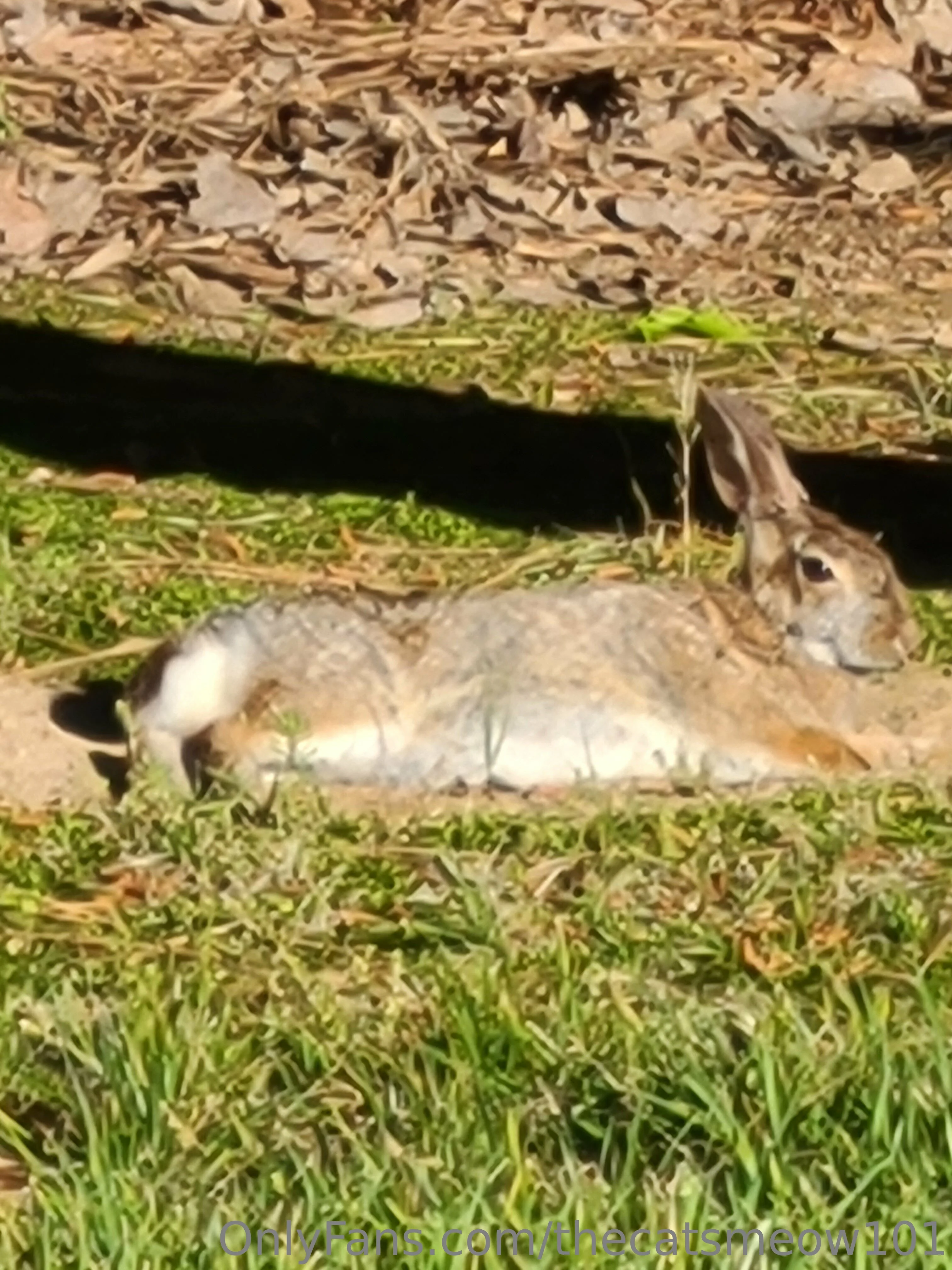 thecatsmeow101 OnlyFans leaked nude photo 16 - thecatsmeow101 naked pics free download