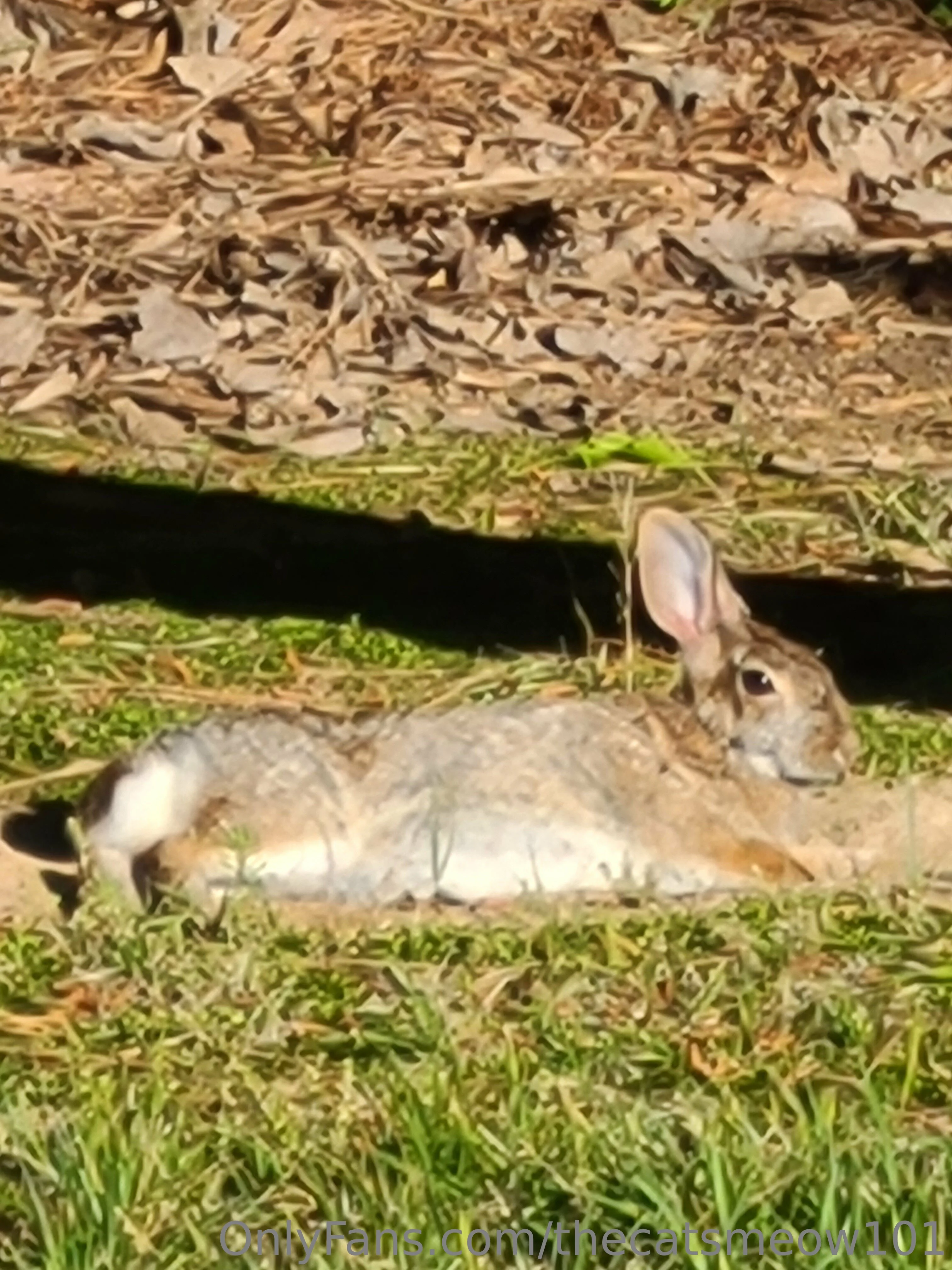 thecatsmeow101 OnlyFans leaked nude photo 15 - thecatsmeow101 naked pics free download