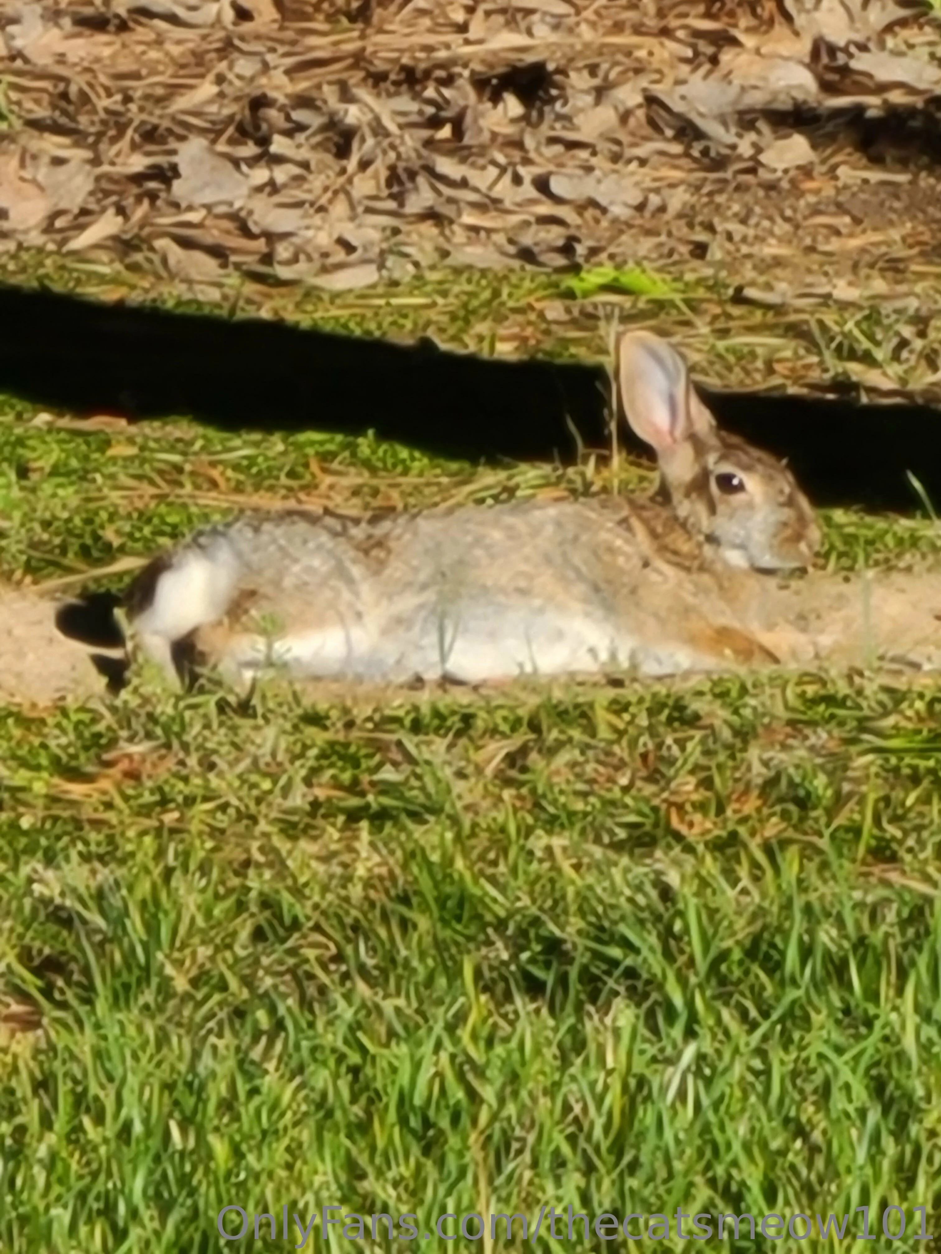 thecatsmeow101 OnlyFans leaked nude photo 14 - thecatsmeow101 naked pics free download