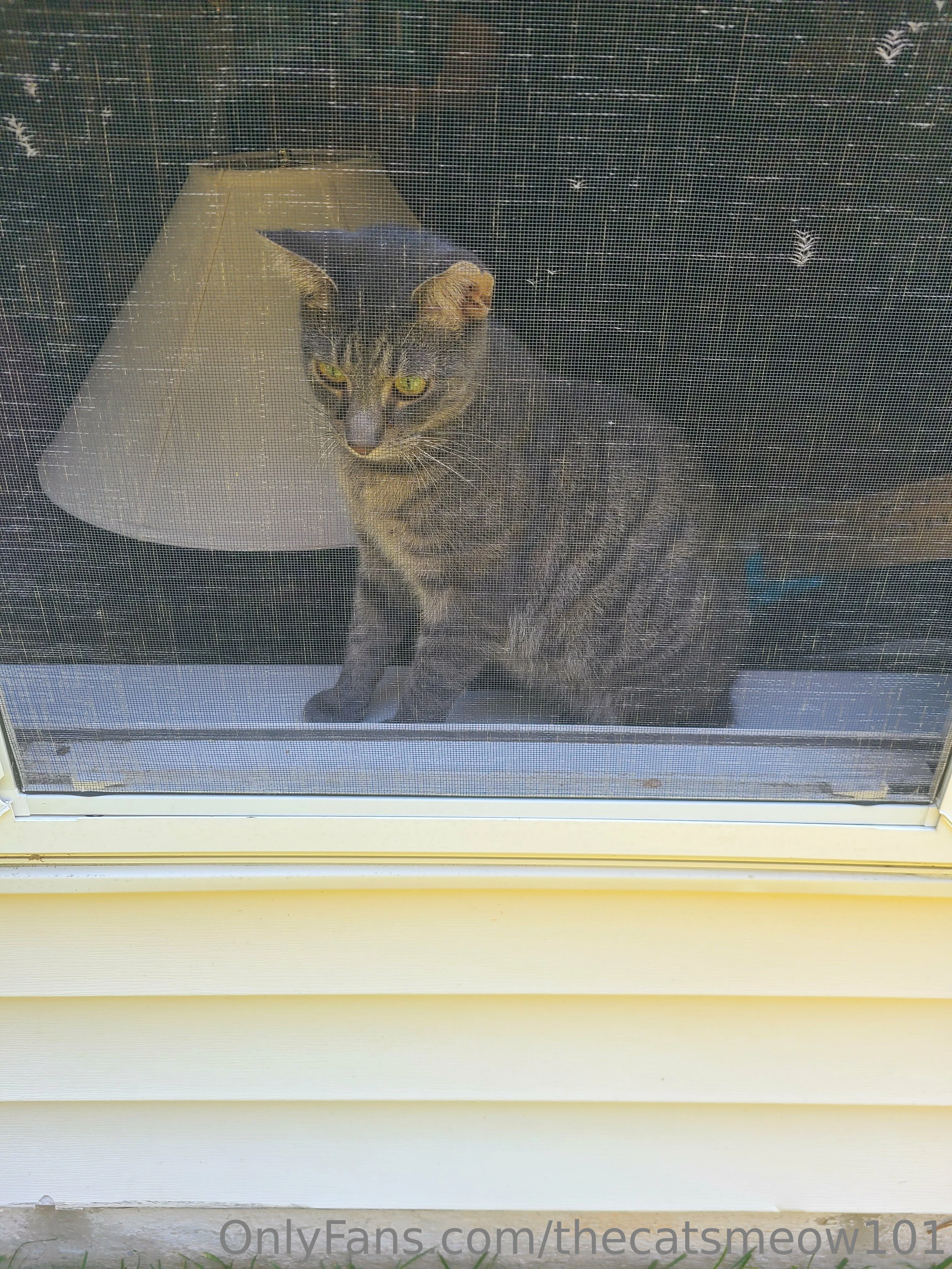 thecatsmeow101 OnlyFans leaked nude photo 13 - thecatsmeow101 naked pics free download