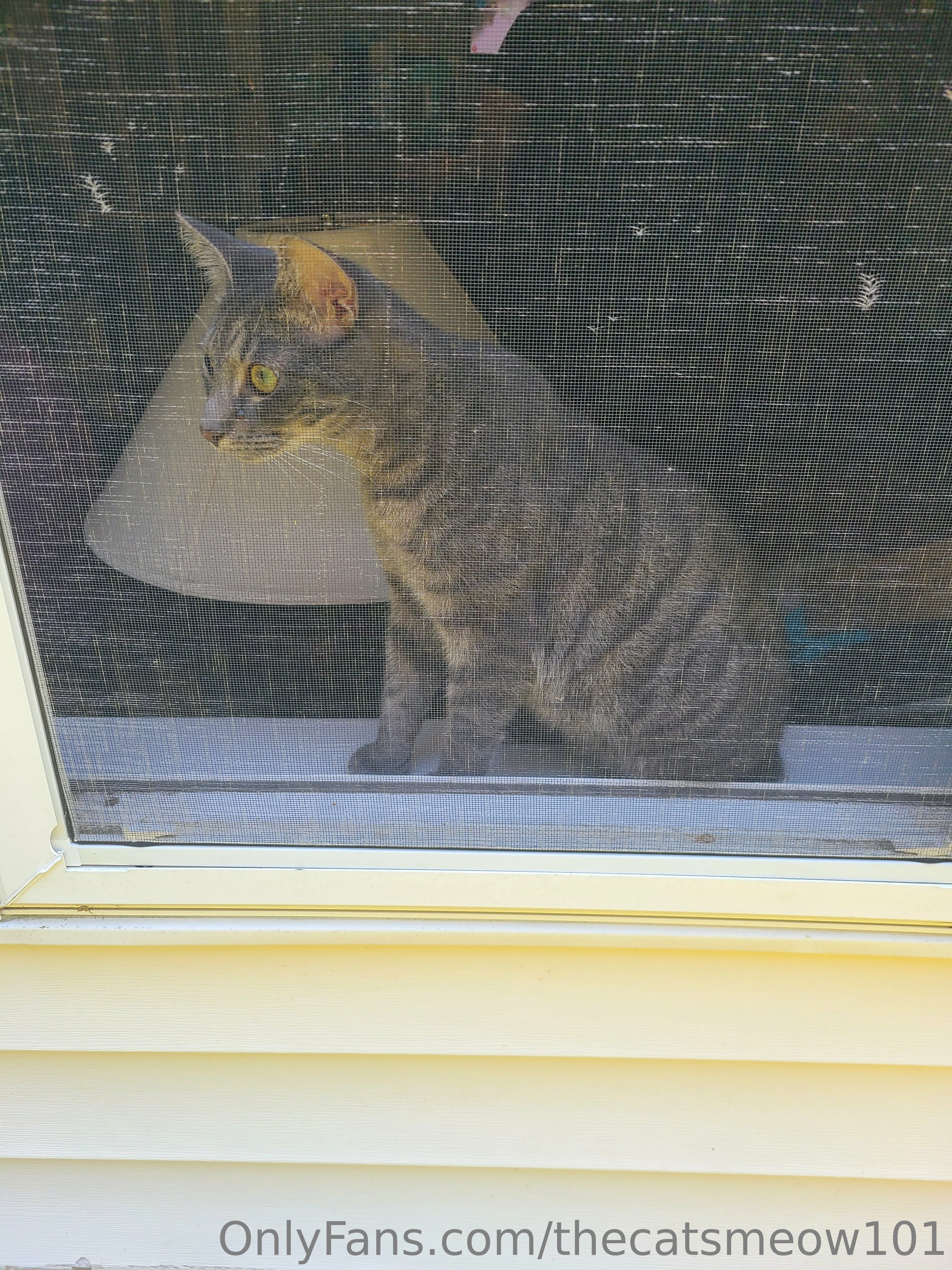 thecatsmeow101 OnlyFans leaked nude photo 12 - thecatsmeow101 naked pics free download