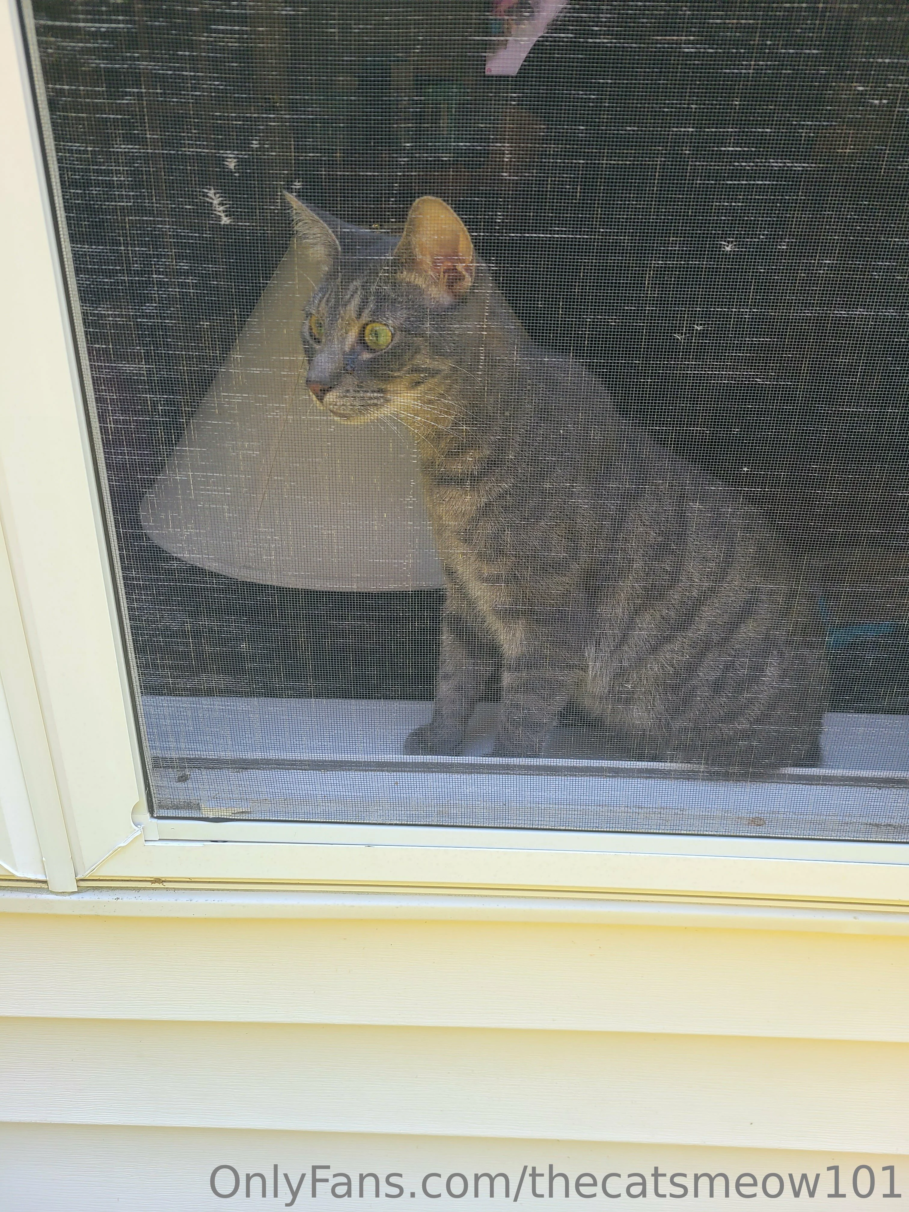 thecatsmeow101 OnlyFans leaked nude photo 11 - thecatsmeow101 naked pics free download