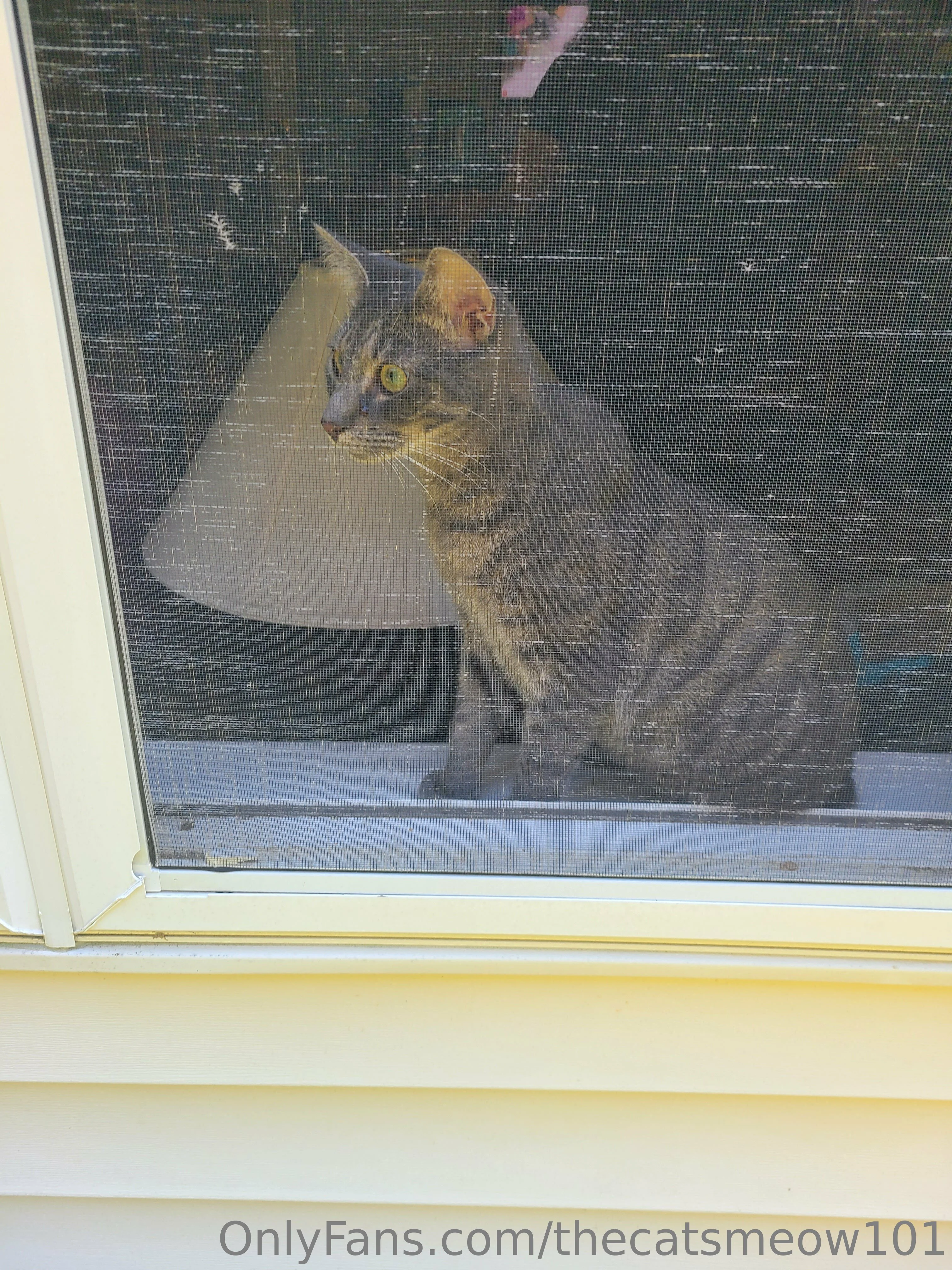 thecatsmeow101 OnlyFans leaked nude photo 10 - thecatsmeow101 naked pics free download