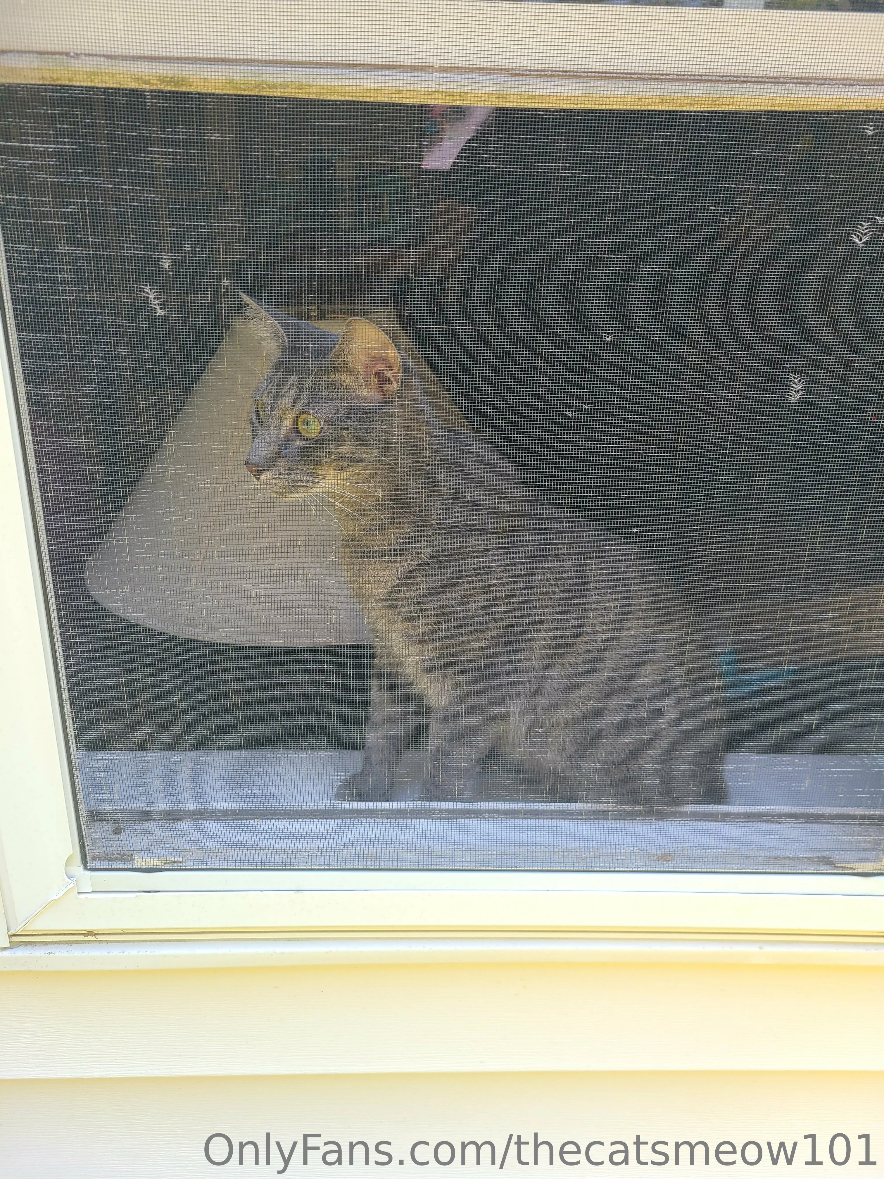 thecatsmeow101 OnlyFans leaked nude photo 9 - thecatsmeow101 naked pics free download