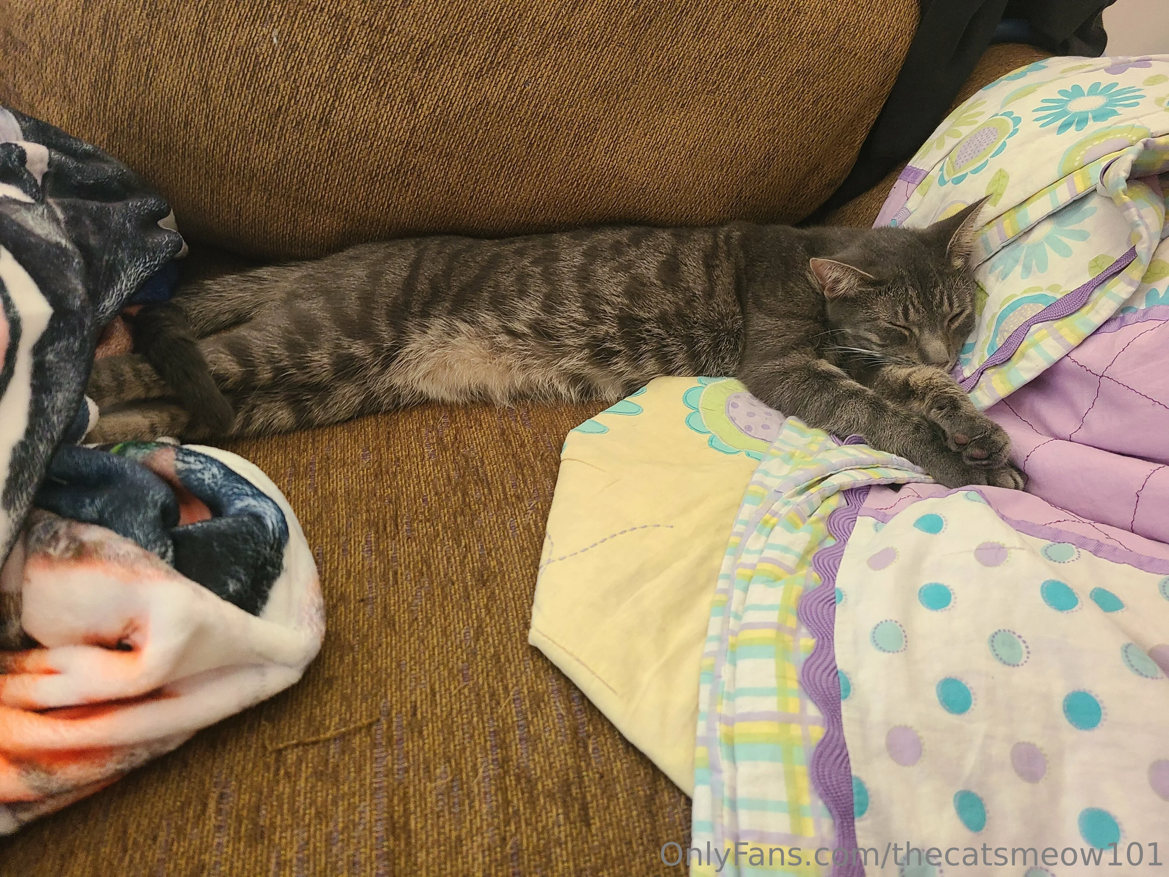 thecatsmeow101 OnlyFans leaked nude photo 8 - thecatsmeow101 naked pics free download