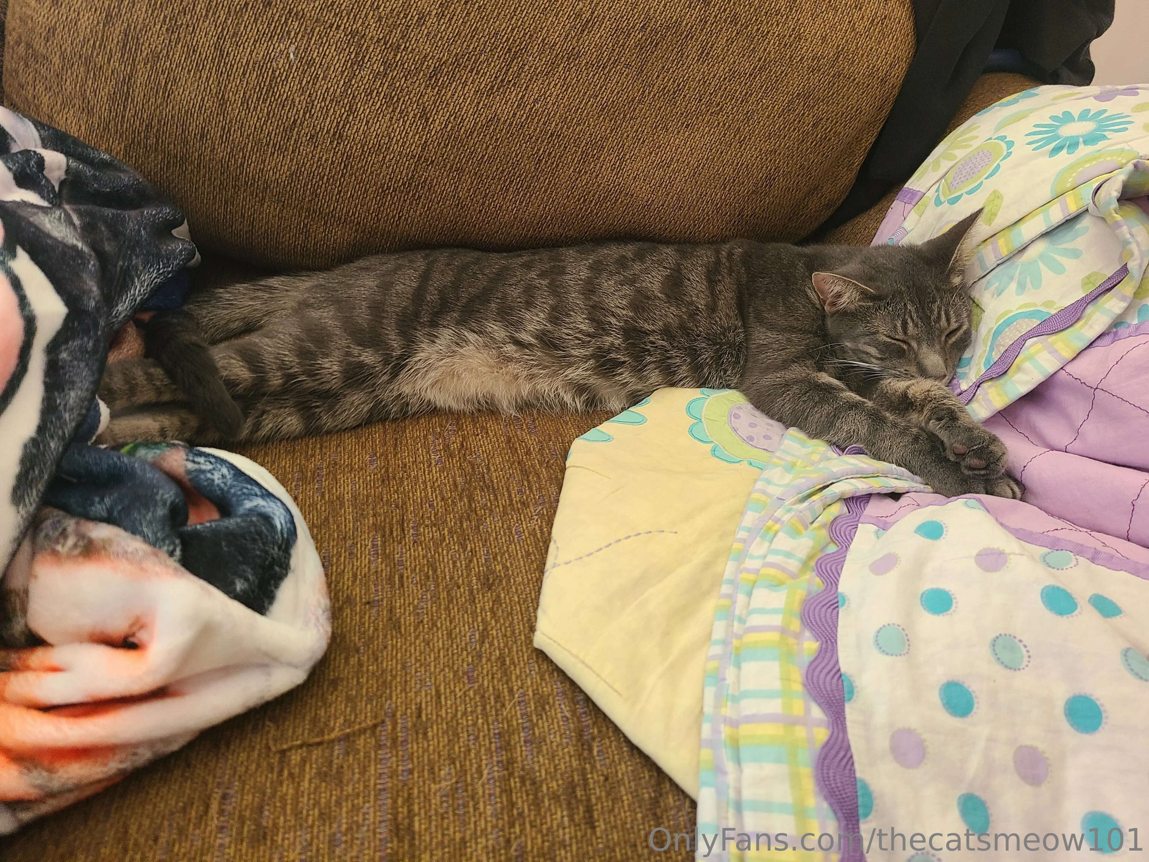 thecatsmeow101 OnlyFans leaked nude photo 7 - thecatsmeow101 naked pics free download