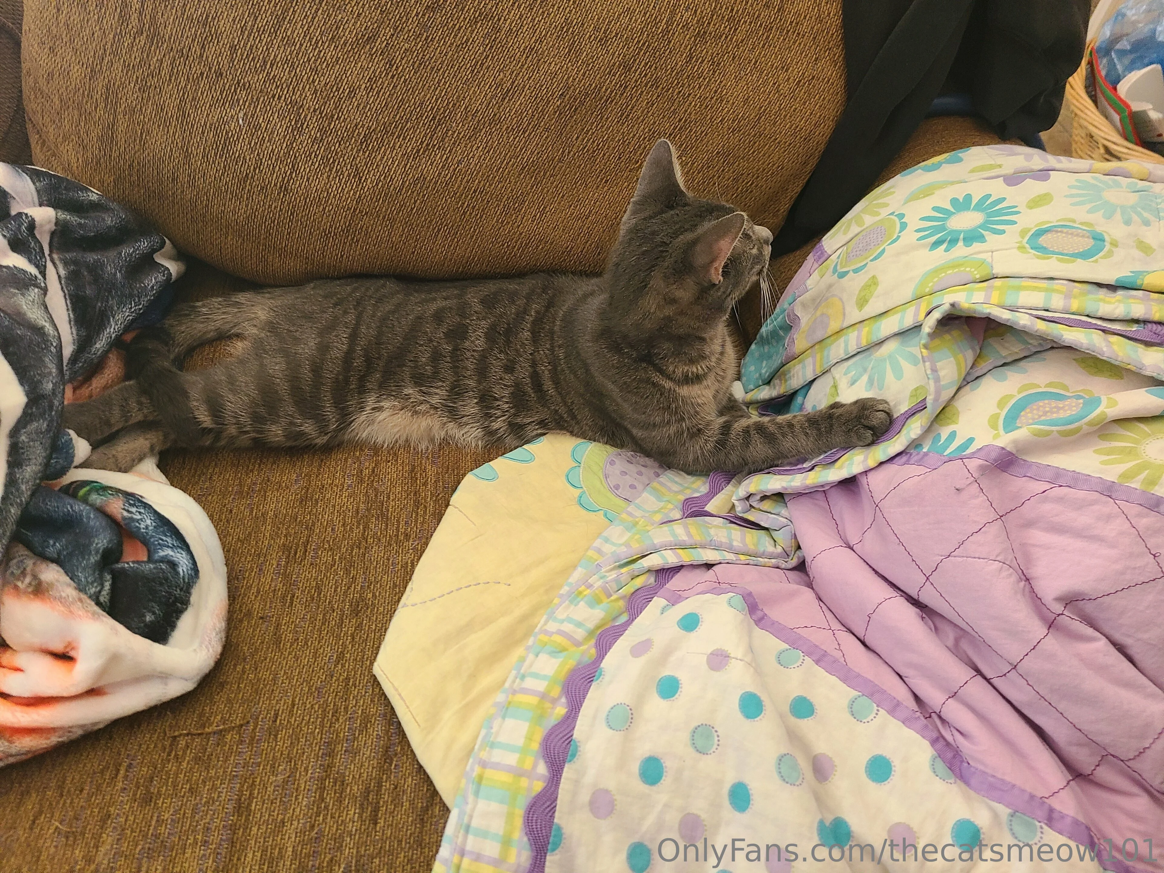 thecatsmeow101 OnlyFans leaked nude photo 6 - thecatsmeow101 naked pics free download