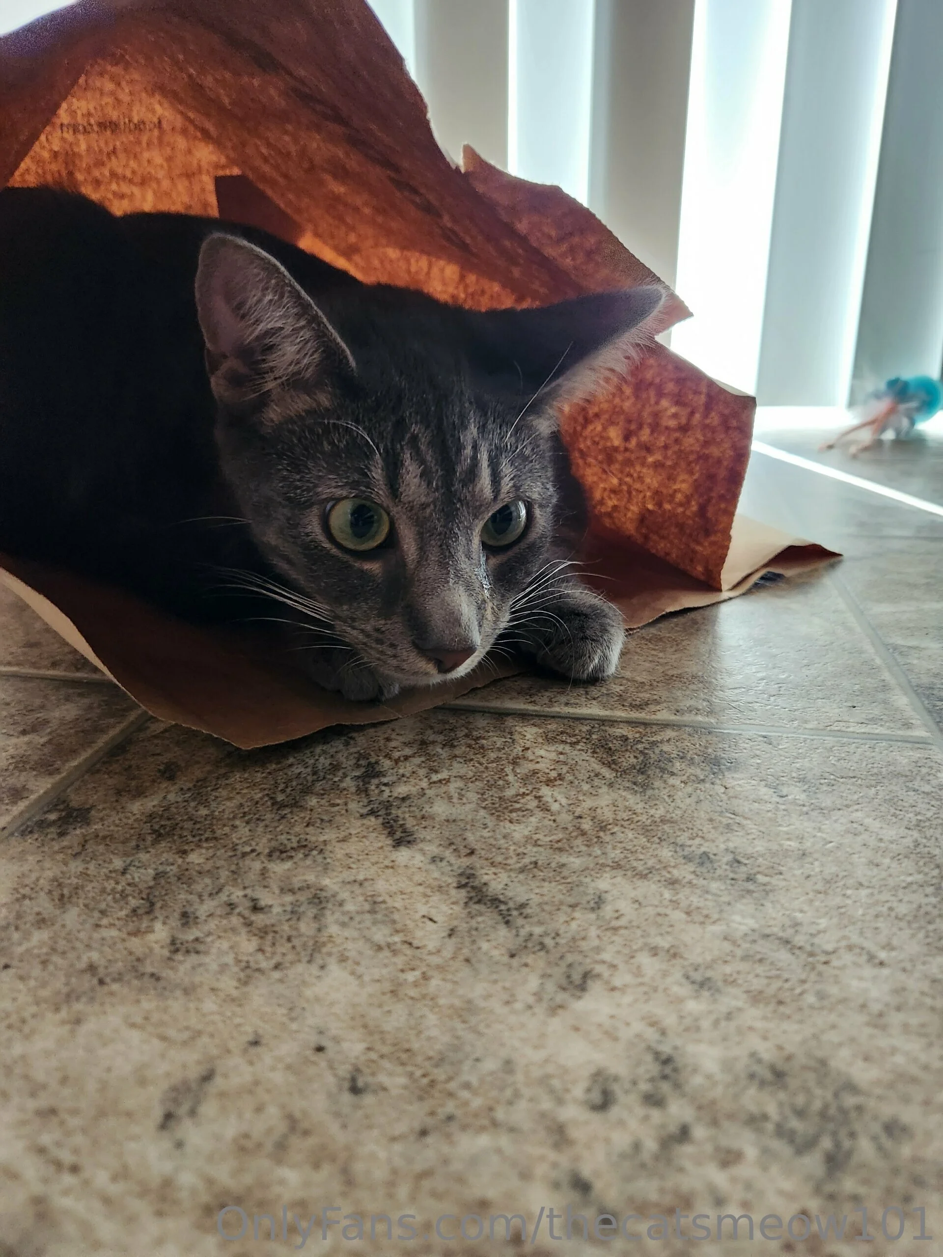 thecatsmeow101 OnlyFans leaked nude photo 5 - thecatsmeow101 naked pics free download