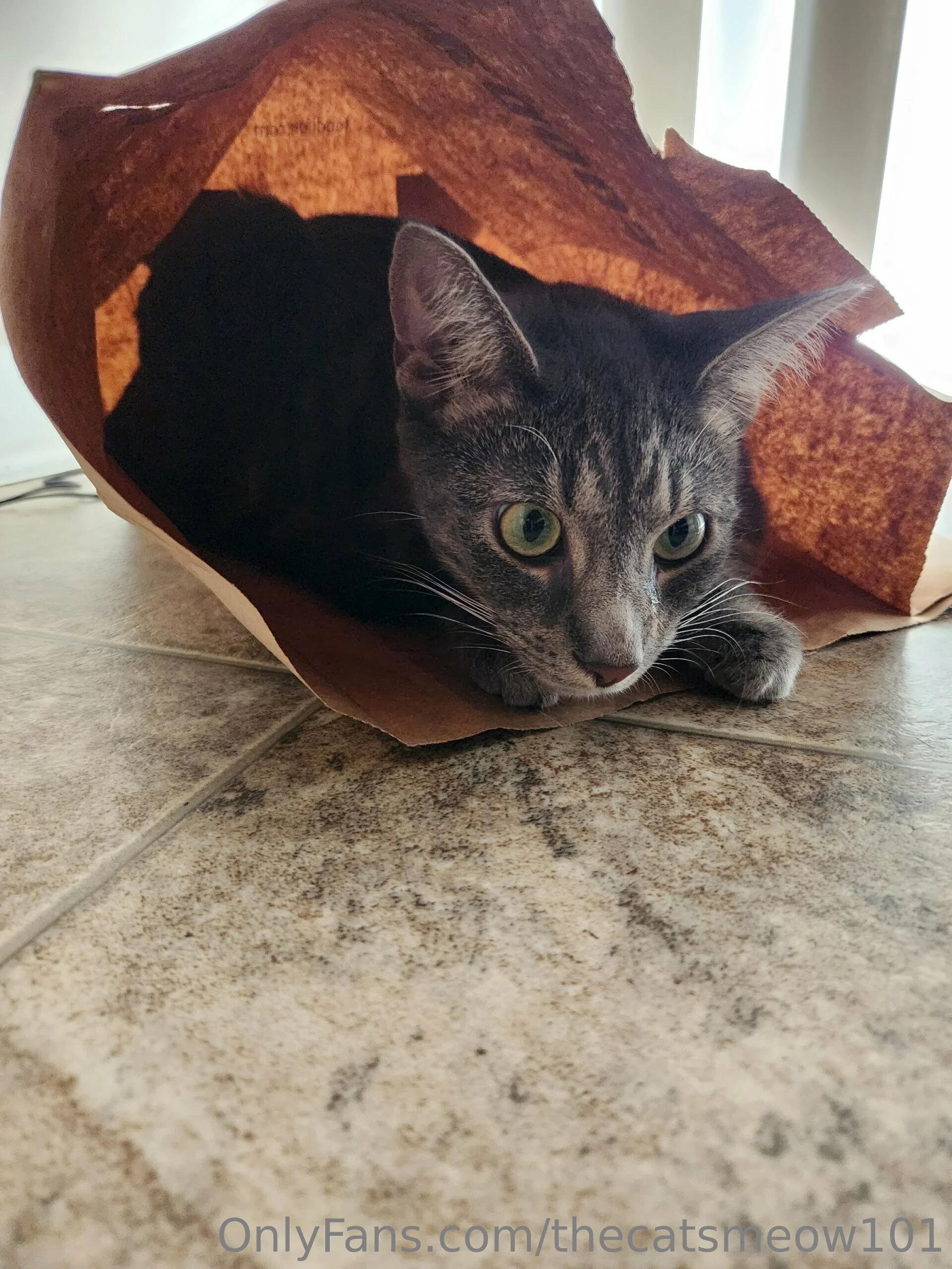 thecatsmeow101 OnlyFans leaked nude photo 4 - thecatsmeow101 naked pics free download