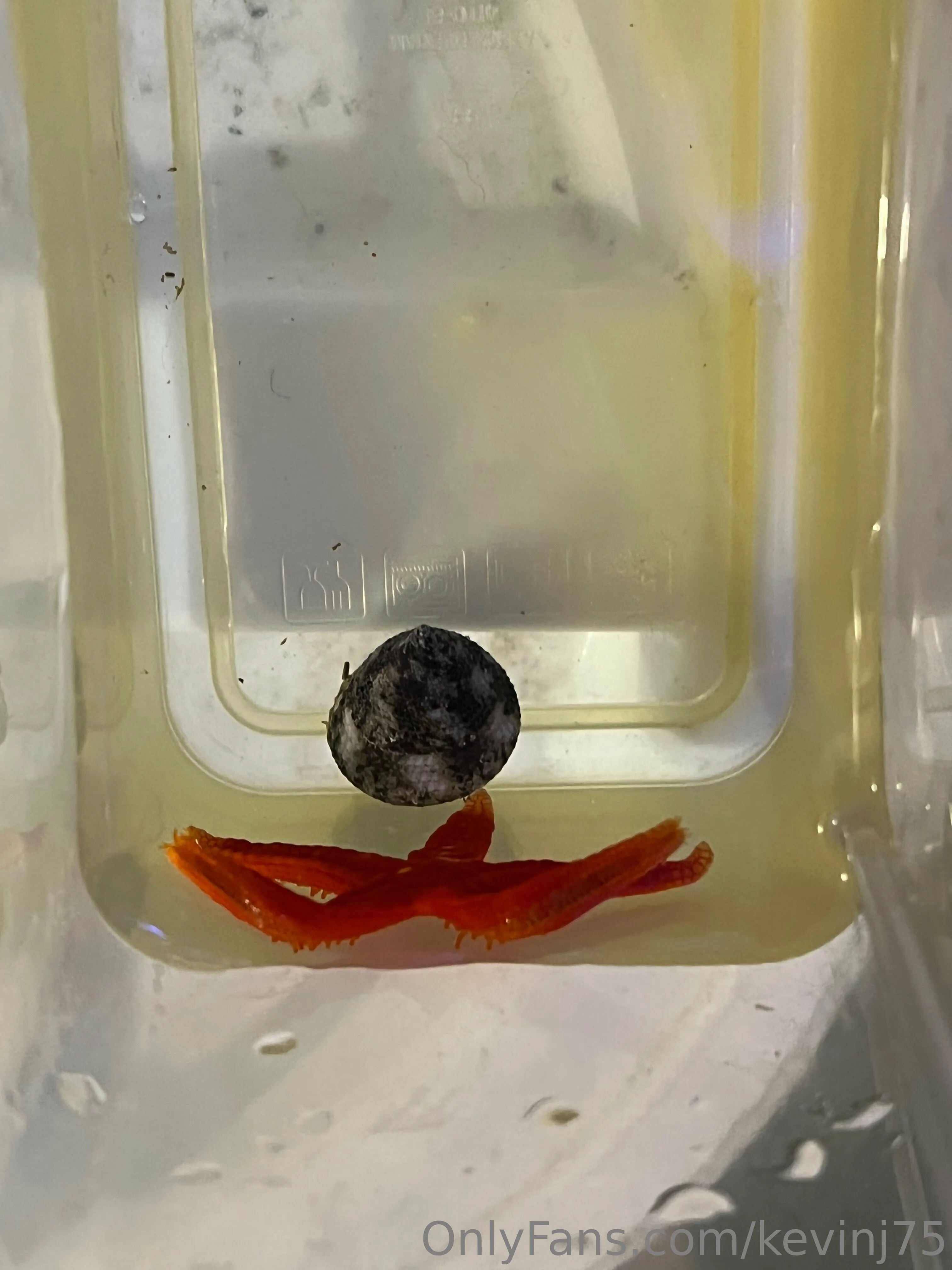 Kevinj75 OnlyFans leaked nude photo 36 - kevinj75 naked pics free download