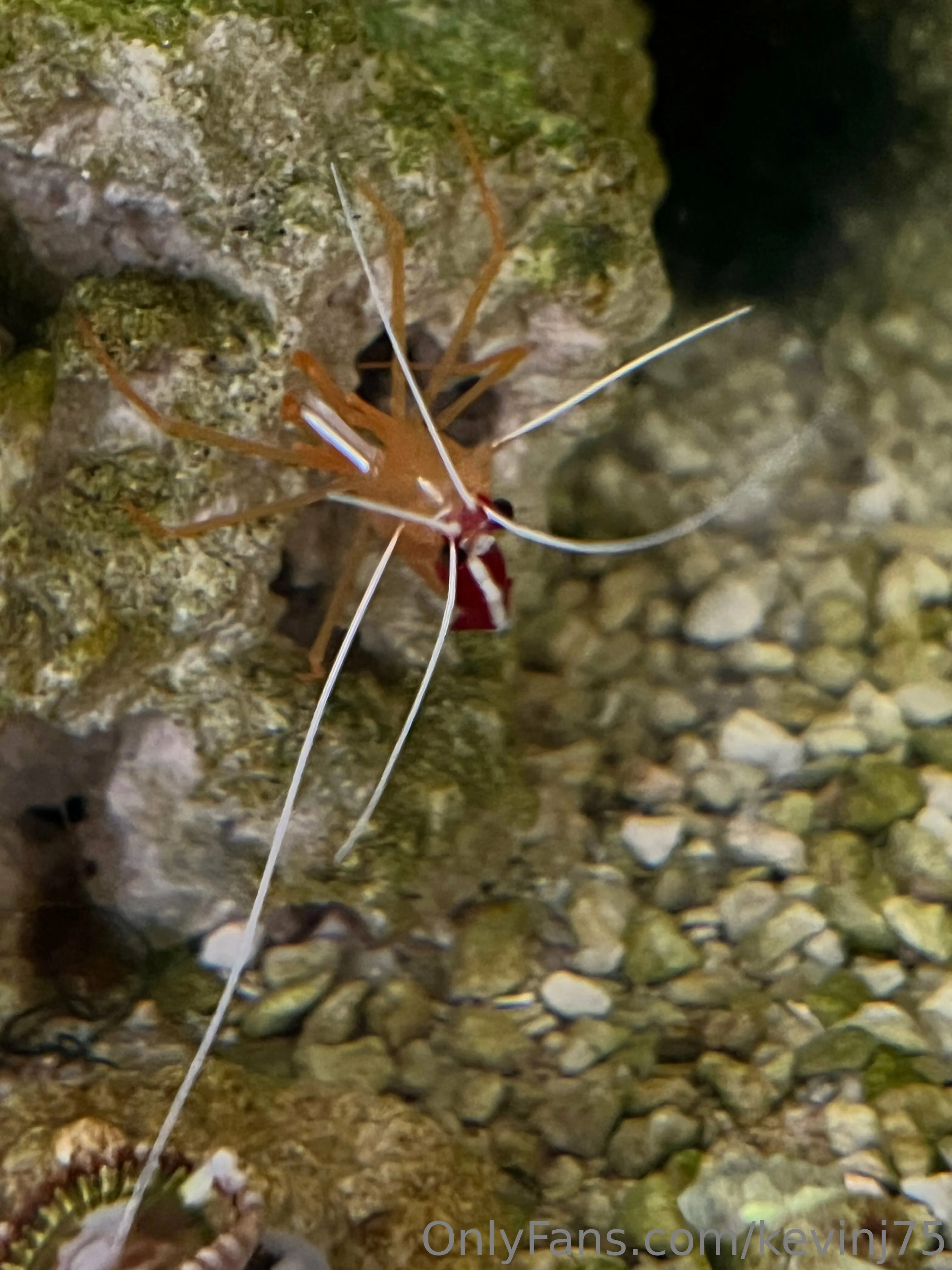 Kevinj75 OnlyFans leaked nude photo 31 - kevinj75 naked pics free download