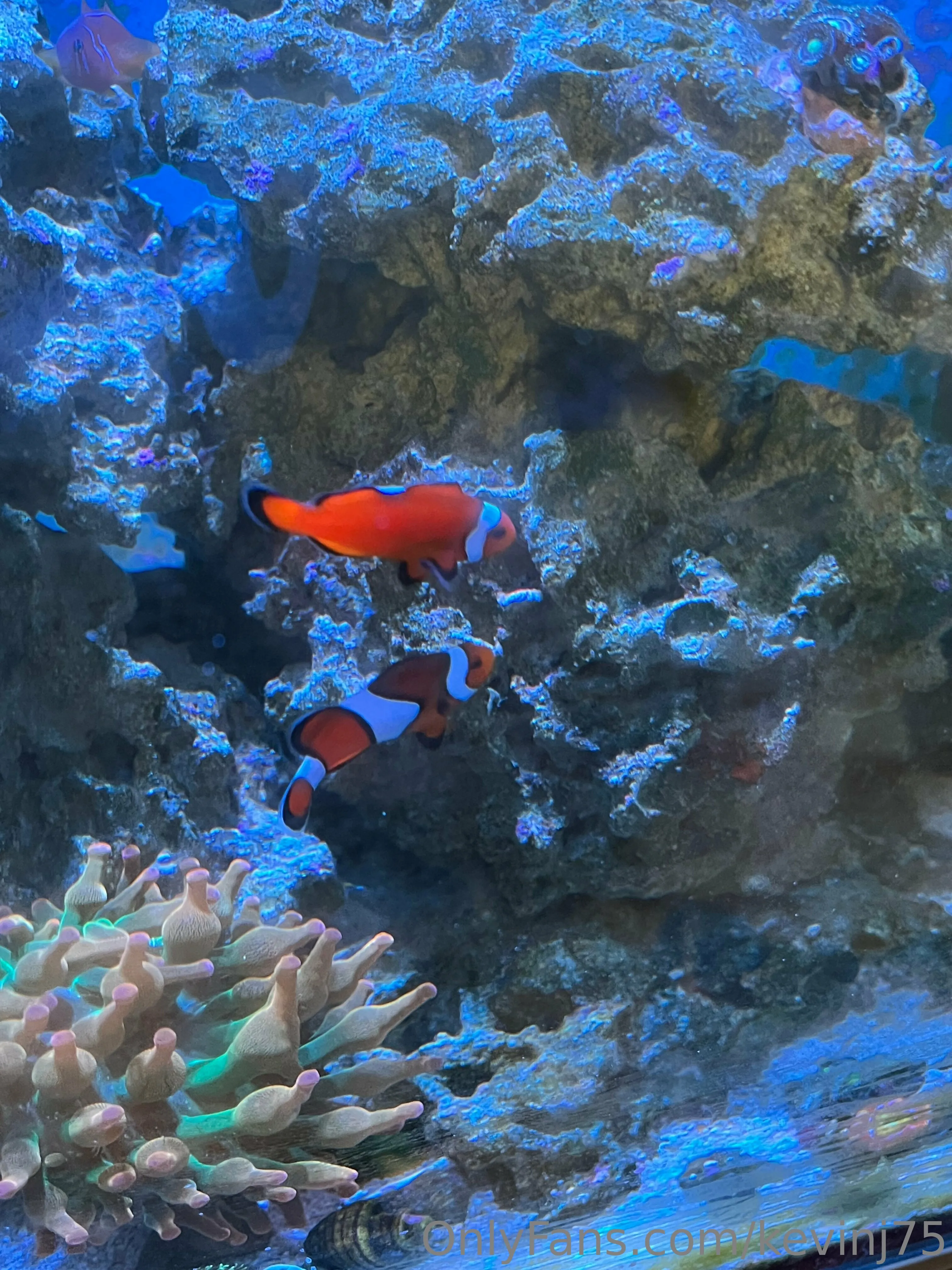 Kevinj75 OnlyFans leaked nude photo 12 - kevinj75 naked pics free download