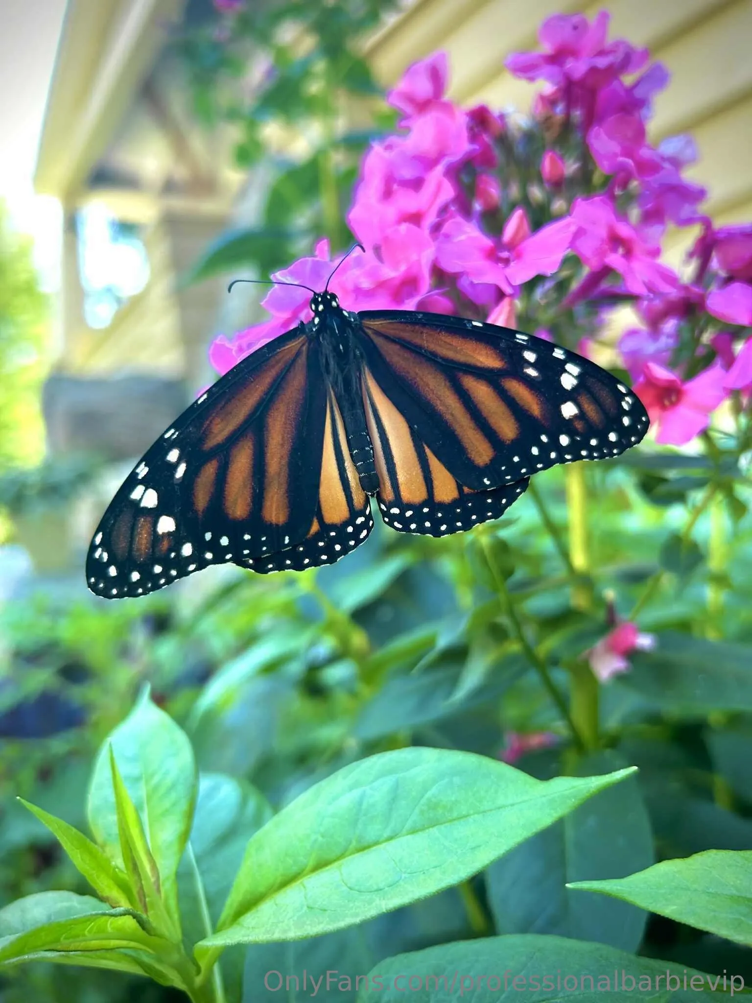 Pollyy Pocket Bratz 🤍🪻🧘🏽‍♀️🌱🌷 OnlyFans leaked nude photo 16 - professionalbarbievip naked pics free download