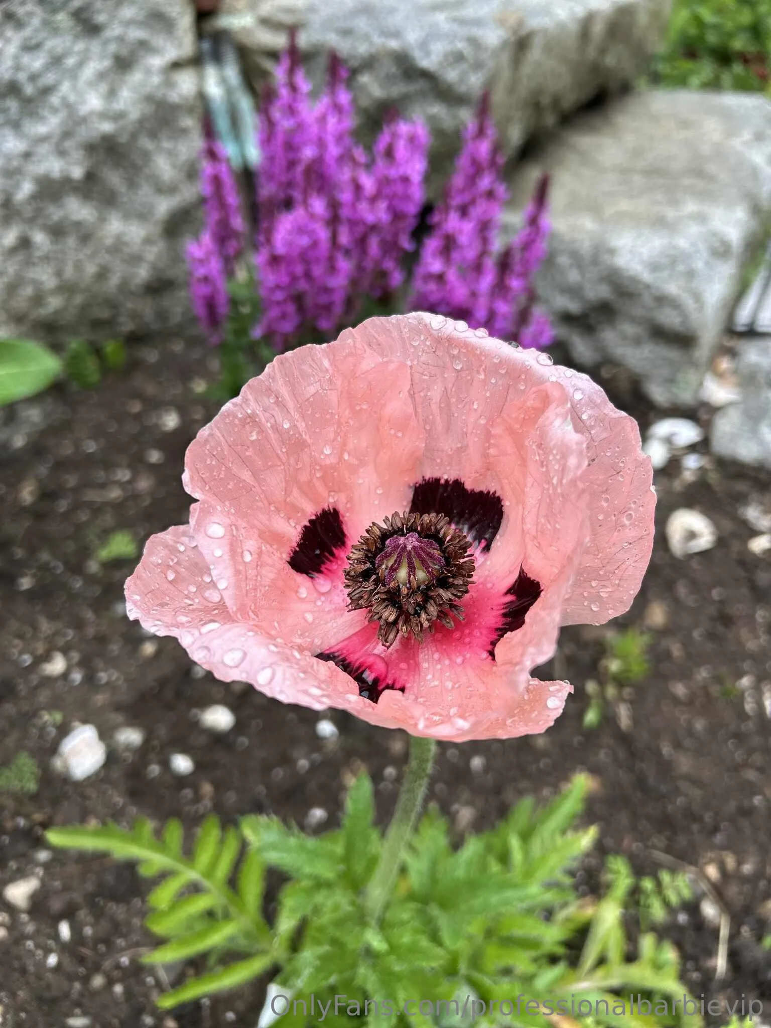 Pollyy Pocket Bratz 🤍🪻🧘🏽‍♀️🌱🌷 OnlyFans leaked nude photo 14 - professionalbarbievip naked pics free download